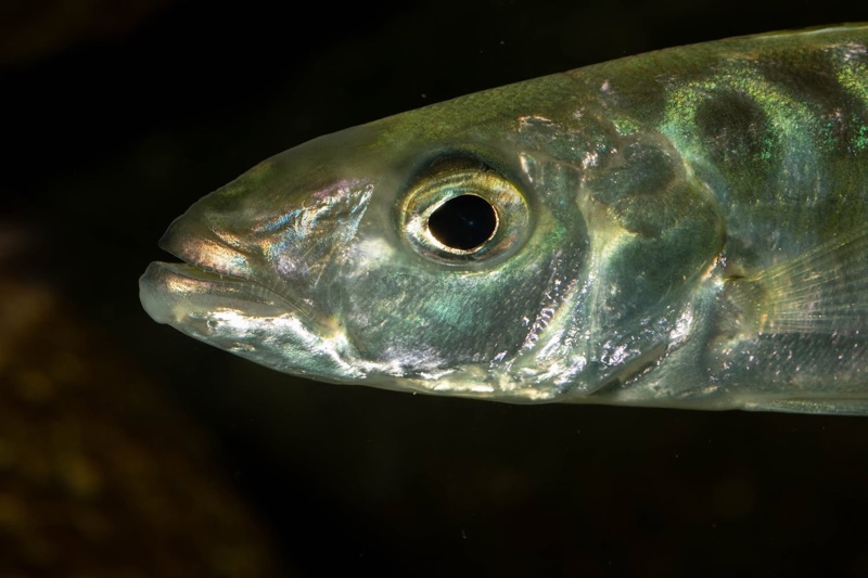 Bathybates fasciatus 'Sibwesa'